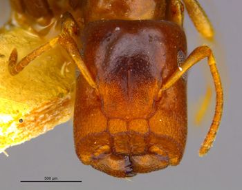 Media type: image;   Entomology 21554 Aspect: head frontal view